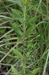 Canada goldenrod